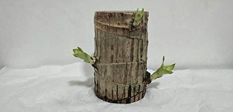 Brazilian Wood plant pack of 2